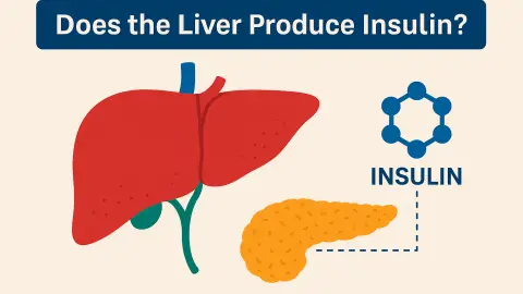 Does the Liver Produce Insulin and Regulate Blood Sugar?