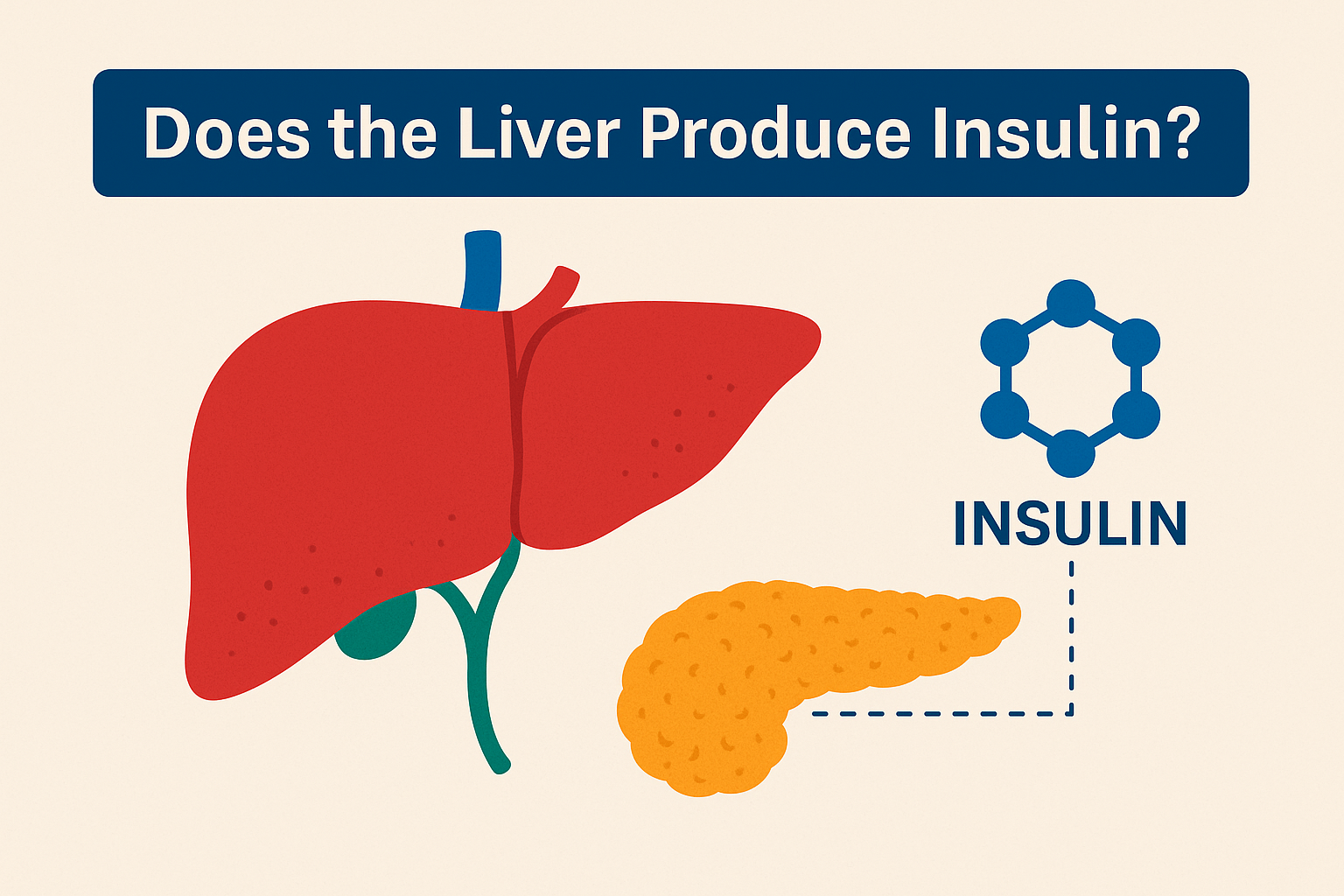 Does the Liver Produce Insulin