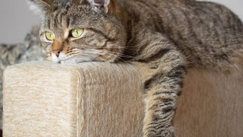 10 Clear Signs of Not Enough Insulin in Cats