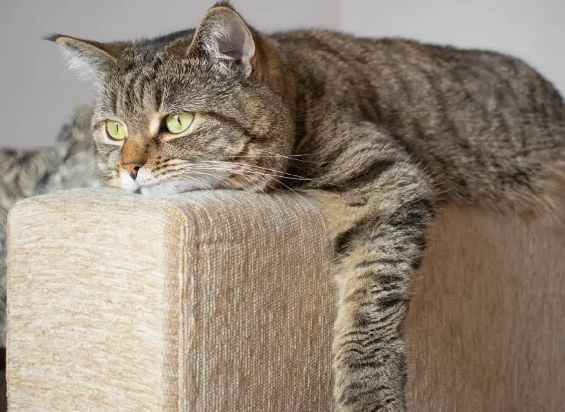 Signs of Not Enough Insulin in Cats